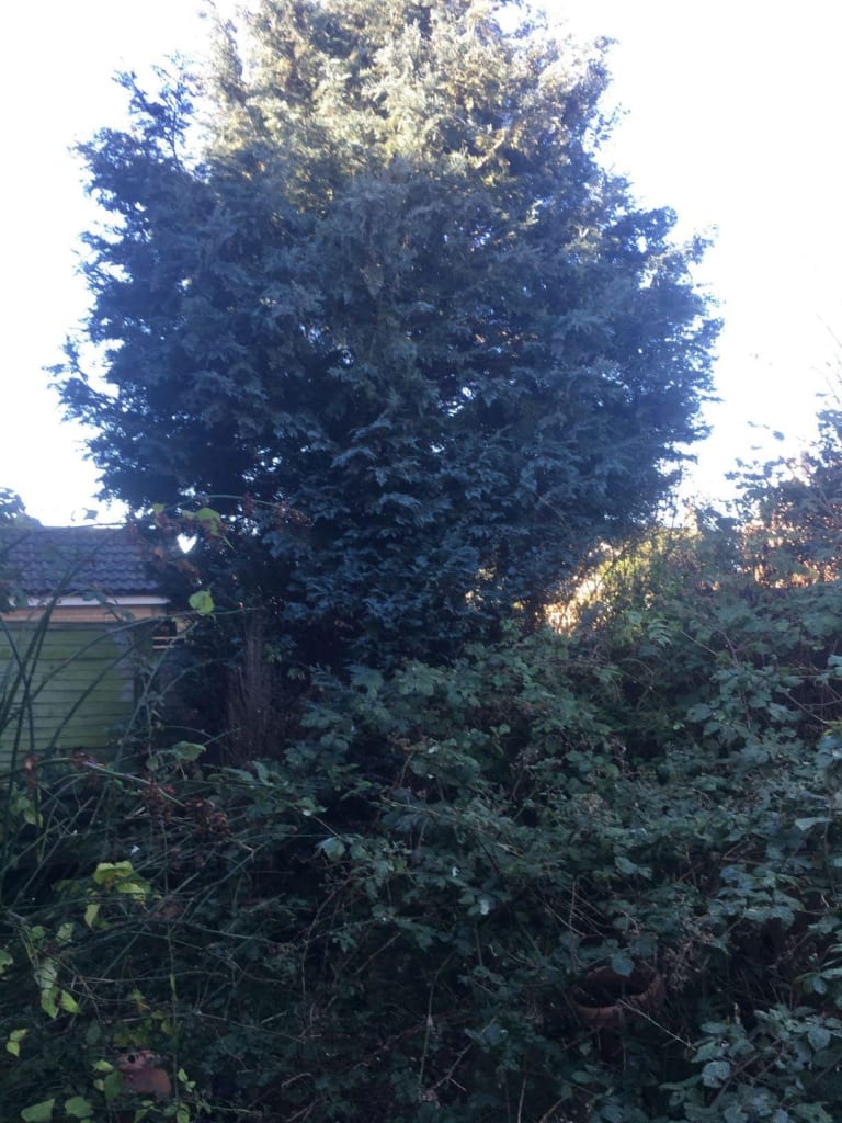 A lot of foliage to clear